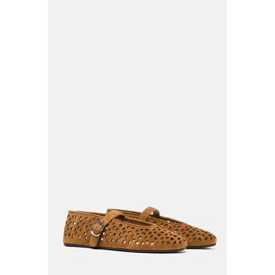 Scarosso Evelyn Ballerinas In Brown
