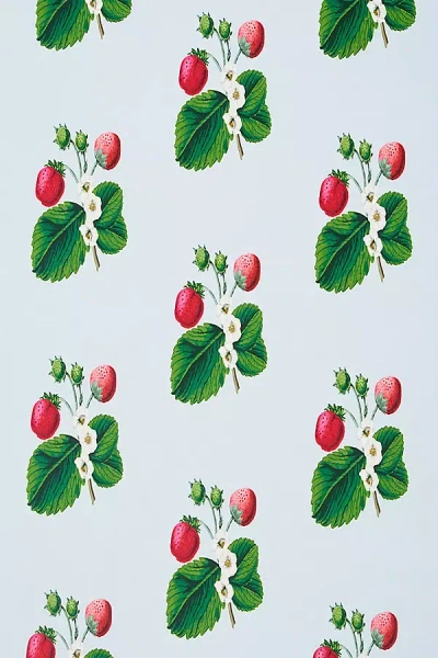 Schumacher X Johnson Hartig Strawberry Hill Wallpaper In Multi