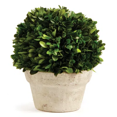 Scout & Nimble Boxwood Ball In Pot