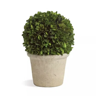 Scout & Nimble Boxwood Ball In Pot