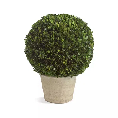 Scout & Nimble Boxwood Ball In Pot