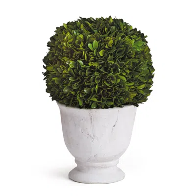 Scout & Nimble English Boxwood Ball Topiary In Large Pot