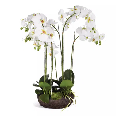 Scout & Nimble Phalaenopsis Bowl Drop In 31.5"