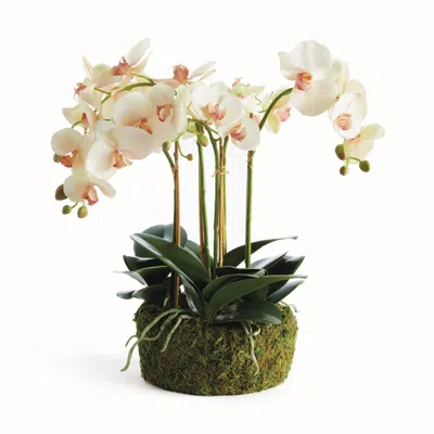 Scout & Nimble Phalaenopsis Orchid Bowl Drop In 18.5"