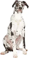 See Scout Sleep Grey The Scot Large Original Harness In Clay