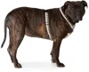 See Scout Sleep Off-white & Black Extra Large Nice Grill Standard Harness In Cream Hemp + Black H