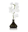 Senti Fig Orchid Diffuser