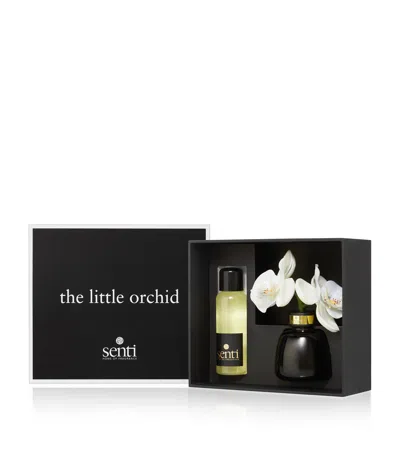 Senti The Little Orchid Amber And Oud Diffuser In Transparent