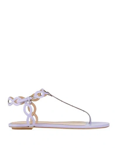 Sergio Rossi Woman Thong Sandal Lilac Size 8 Leather In Purple
