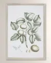 Shadow Catchers Buchoz Tropical I Framed Giclee