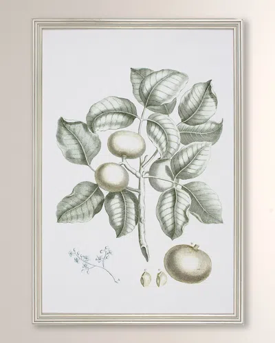 Shadow Catchers Buchoz Tropical I Framed Giclee