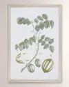 Shadow Catchers Buchoz Tropical Ii Framed Giclee