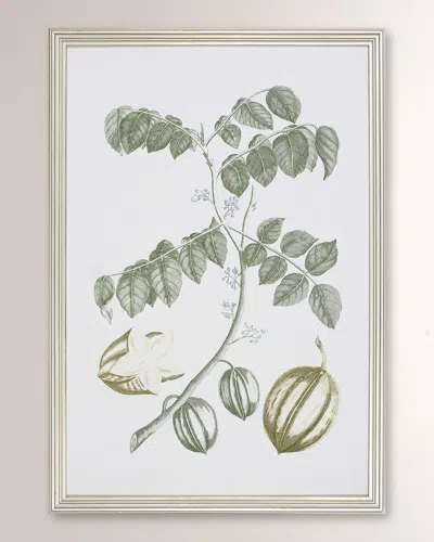 Shadow Catchers Buchoz Tropical Ii Framed Giclee