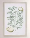 Shadow Catchers Buchoz Tropical Iii Framed Giclee