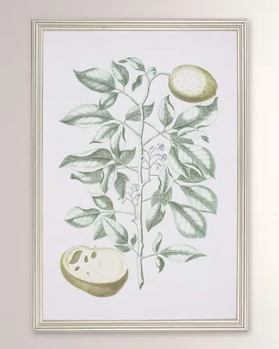 Shadow Catchers Buchoz Tropical Iii Framed Giclee