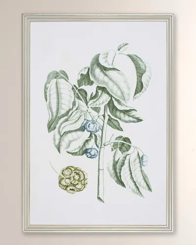 Shadow Catchers Buchoz Tropical V Framed Giclee