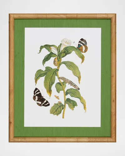 Shadow Catchers Classic Botanical Vi Framed Giclee