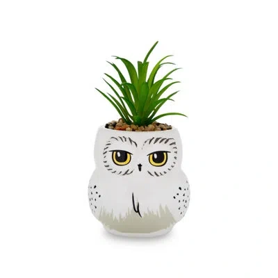 Silver Buffalo Artificial Succulent Plant In Pot
