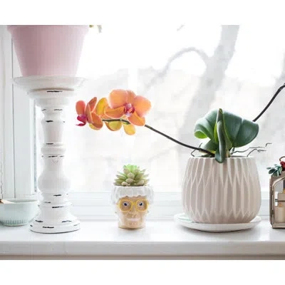 Silver Buffalo Artificial Succulent Plant In Pot