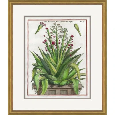 Soicher Marin '17th Century Florilegium' - Picture Frame Painting On Paper In Multi