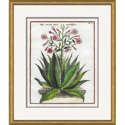 Soicher Marin '17th Century Florilegium' - Picture Frame Painting On Paper In Green;purple;off White