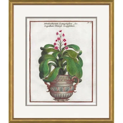 Soicher Marin '17th Century Florilegium' - Picture Frame Painting On Paper In Green