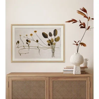 Soicher Marin 17th Century Horticultural Studies I - Single Picture Frame Painting In Brown;gray