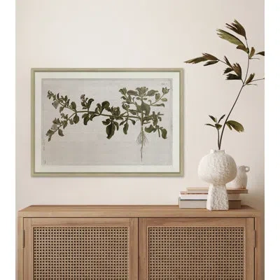 Soicher Marin 17th Century Horticultural Studies Ii - Single Picture Frame Painting In Gray;tan Brown