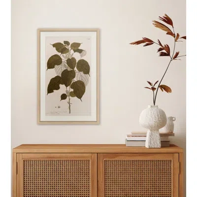 Soicher Marin 17th Century Leaf Studies Ii - Single Picture Frame Painting In Brown