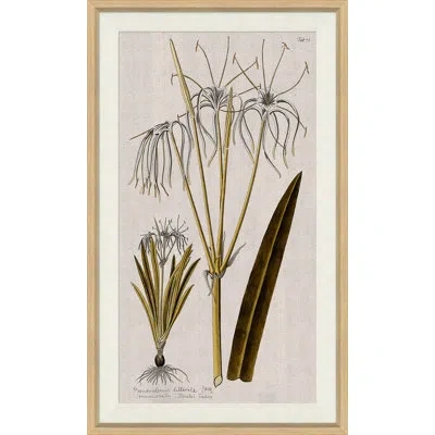 Soicher Marin 17th Century Wild Flower Studies I - Single Picture Frame Painting In Neutral