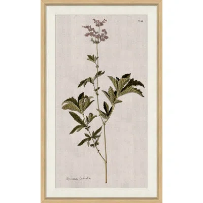 Soicher Marin 17th Century Wild Flower Studies Iii - Single Picture Frame Painting In Brown