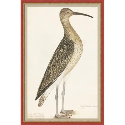 Soicher Marin 18th Century Bird Re-strikes I - Single Picture Frame Painting In Neutral
