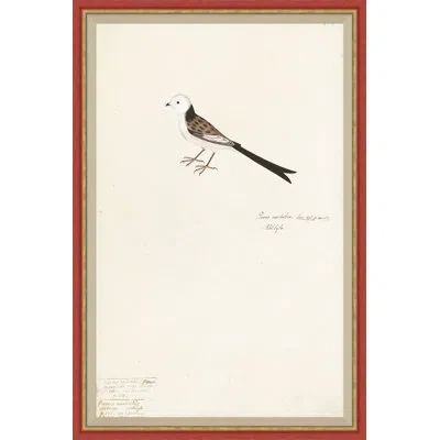 Soicher Marin 18th Century Bird Re-strikes Ii - Single Picture Frame Painting In Neutral