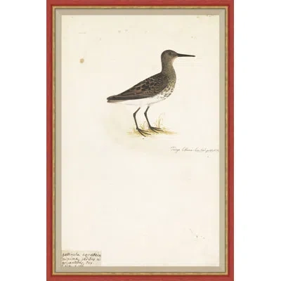 Soicher Marin 18th Century Bird Re-strikes Iii - Single Picture Frame Painting In Multi