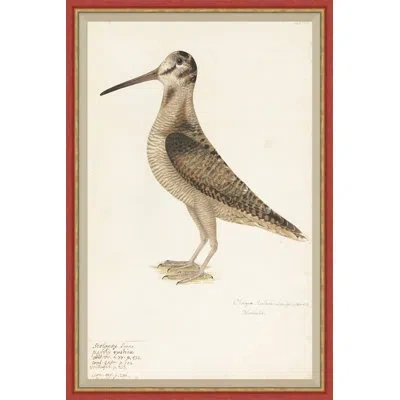 Soicher Marin 18th Century Bird Re-strikes Iv - Single Picture Frame Painting In Multi