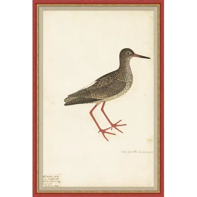 Soicher Marin 18th Century Bird Re-strikes Ix - Single Picture Frame Painting In Multi