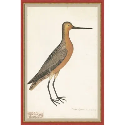 Soicher Marin 18th Century Bird Re-strikes V - Single Picture Frame Painting In Gray;cream Brown