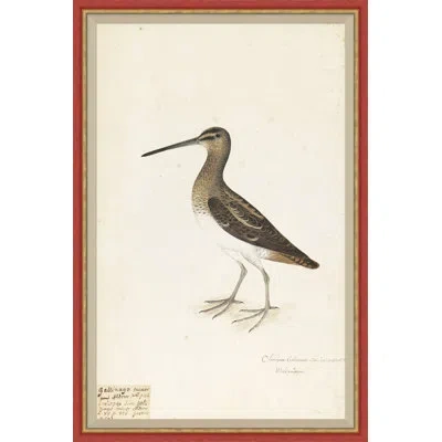 Soicher Marin 18th Century Bird Re-strikes Vi - Single Picture Frame Painting In Multi