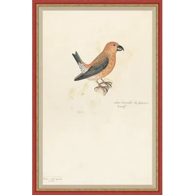 Soicher Marin 18th Century Bird Re-strikes Vii - Single Picture Frame Painting In Neutral