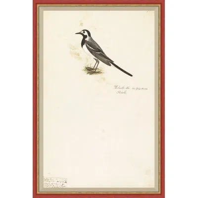 Soicher Marin 18th Century Bird Re-strikes X - Single Picture Frame Painting In Neutral