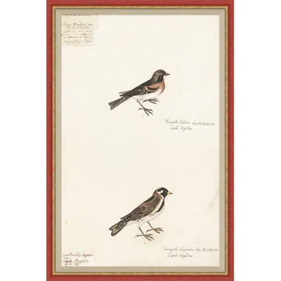 Soicher Marin 18th Century Bird Re-strikes Xi - Single Picture Frame Painting In Multi