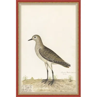 Soicher Marin 18th Century Bird Re-strikes Xii - Single Picture Frame Painting In Brown;cream