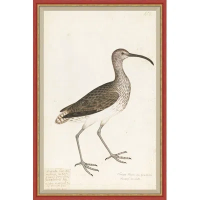 Soicher Marin 18th Century Bird Re-strikes Xiii - Single Picture Frame Painting In Neutral