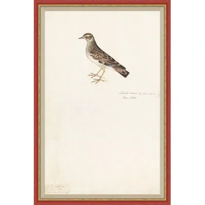Soicher Marin 18th Century Bird Re-strikes Xiv - Single Picture Frame Painting In Multi