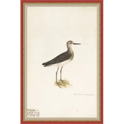 Soicher Marin 18th Century Bird Re-strikes Xv - Single Picture Frame Painting In Multi