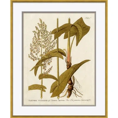 Soicher Marin '18th Century Botanical Engravings' - Picture Frame Painting On Paper In Multi