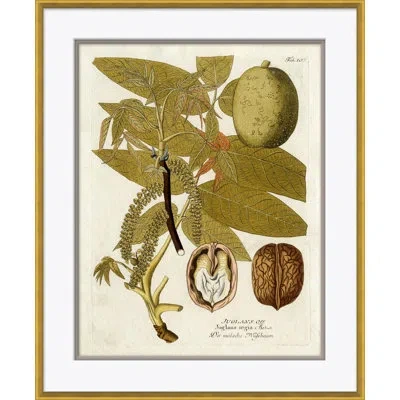 Soicher Marin '18th Century Botanical Engravings' - Picture Frame Painting On Paper In Multi