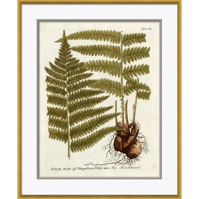 Soicher Marin '18th Century Botanical Engravings' - Picture Frame Painting On Paper In Multi