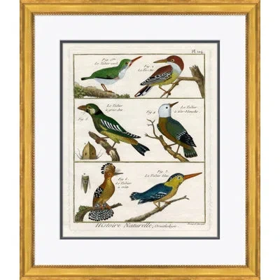 Soicher Marin '18th Century Parakeet Engravings' - Picture Frame Paint On Paper In Brown;white;green