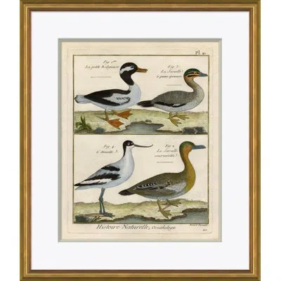 Soicher Marin 18th Century Parakeet Engravings' - Picture Frame Painting On Paper In Brown